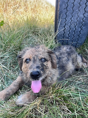 Altdeutsche Hütehundwelpen, Familienhund, Hofhund 