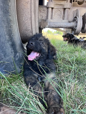 Altdeutsche Hütehundwelpen, Familienhund, Hofhund 
