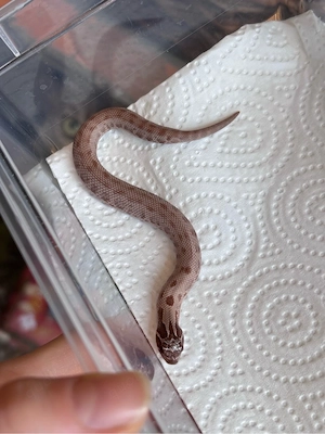 Heterodon nasicus Hakennasennattern Lavender Lavender Conda Het Albino