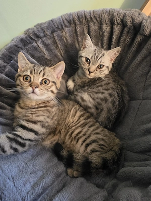 BKH Kitten Abgabebereit 
