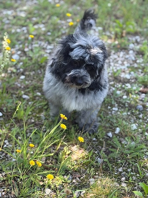 Einzigartige Silver-Merle-Cockapoo-Welpen Bild 7