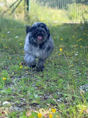 Einzigartige Silver-Merle-Cockapoo-Welpen Bild 5