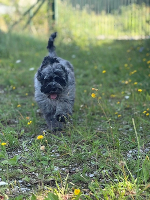 Einzigartige Silver-Merle-Cockapoo-Welpen Bild 6