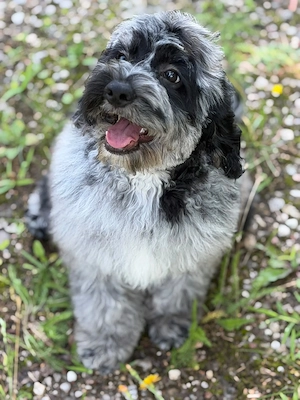 Einzigartige Silver-Merle-Cockapoo-Welpen Bild 2