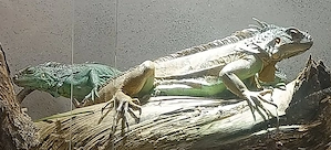 Leguan  aus Nachzucht 