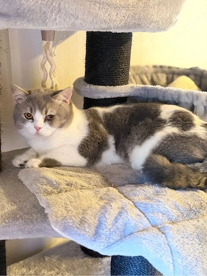 britisch Kater