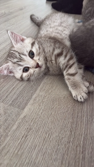 BKH Katze 