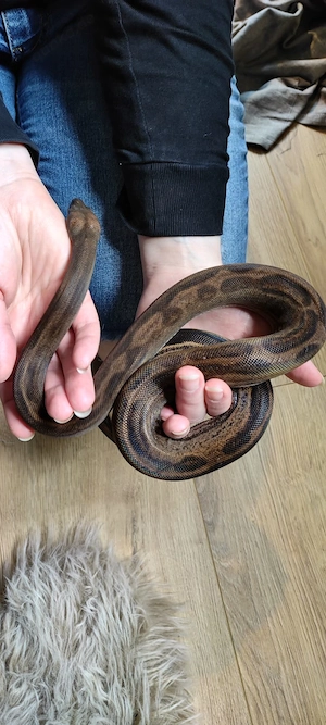 1.0 Eclipse (Motley-Leopard) 03.2024 Boa