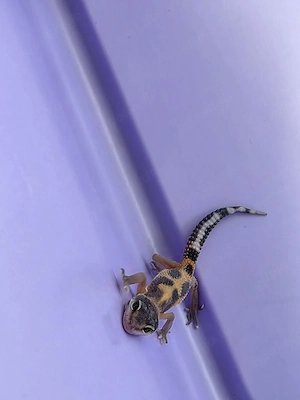 Baby Leopardgecko 