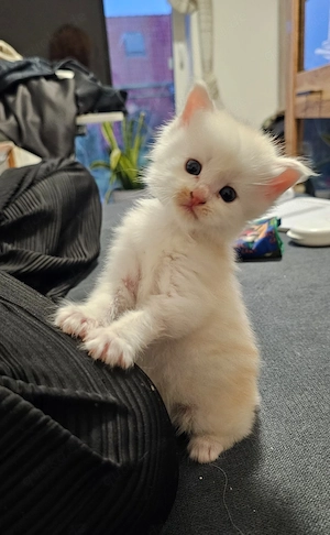 Maine Coon Babys reinrassig 