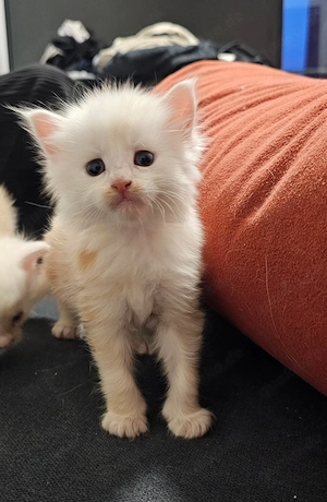 Maine Coon Babys reinrassig auszugsbereit