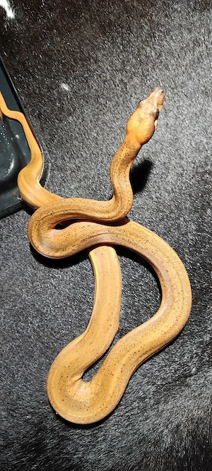 0.1 Hypo Motley Leopard Boa 
