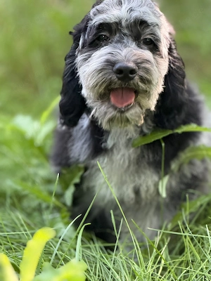 Einzigartige Silver-Merle-Cockapoo-Welpen Bild 4