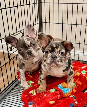 Französische Bulldogge
