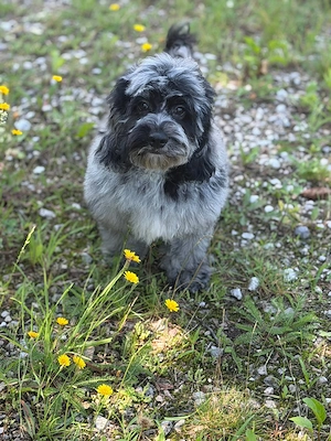 Einzigartige Silver-Merle-Cockapoo-Welpen Bild 8