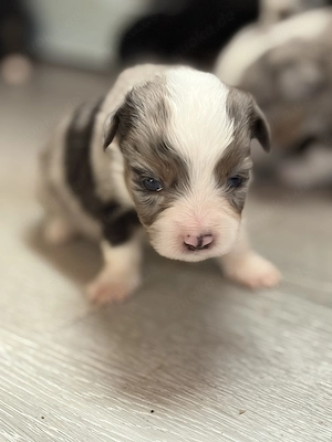Unsere kleinsten - Mini Australian Shepherd suchen ab 08.09.2026 ihr 5-Sterne-Zuhause
