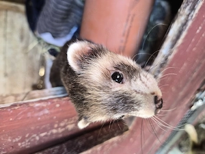 Frettchen Fähe ca 5 Monate 