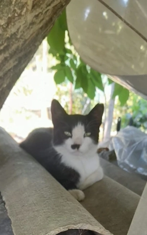 Hanna, 2 Jahre, lieb, verschmust