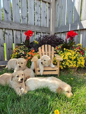 Golden-Retriever-Welpen