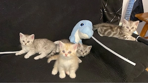     Britisch Kurzhaar Kitten   Abgabe ab September   jetzt reservieren