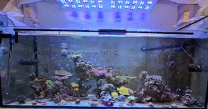 Auflösung meines Meerwasseraquariums 