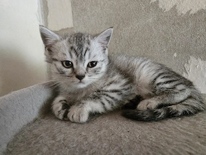 Bkh Baby black silver tabby spotted,weiblich 
