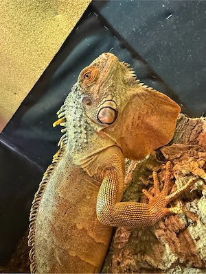Leguan Männchen 