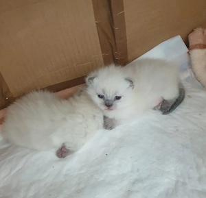 Bkh kitten mit Blau Augen.