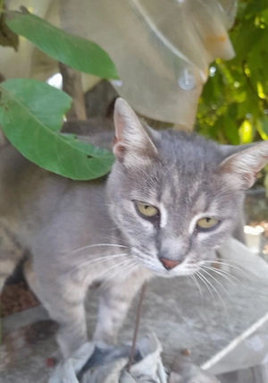 Maja, 7 Jahre, lieb, freundlich