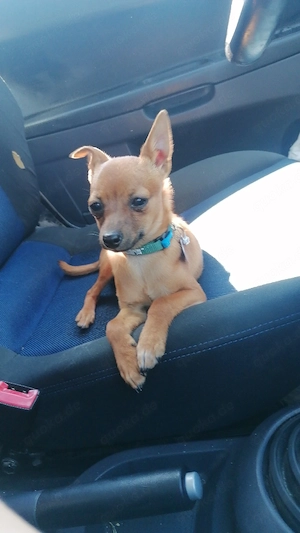 Rehpinscher Chihuahua-Mix