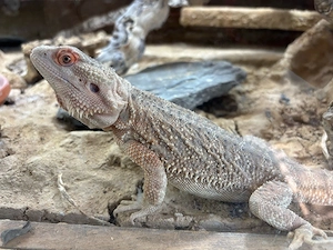Bartagame inkl. Terrarium und Technik