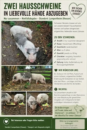 Minipigs  Hausschweine