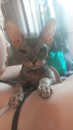 Reinrassige babys 