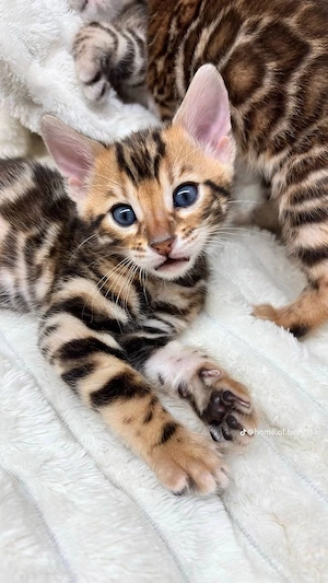 Niedliche reinrassige Bengal-Kätzchen!!! WhatsApp: 015777944807  