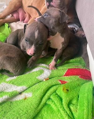 Amerikan bully mix 