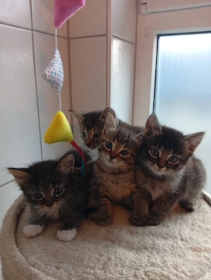 14 Wochen junger Kater Geiimpft 