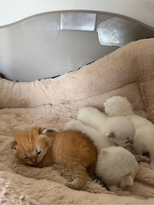 Bkh Kitten ende september abzugeben