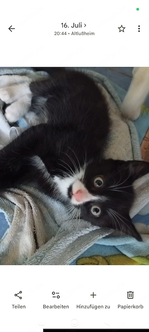 Kleiner Kater geimpft sucht ab sofort ein Zuhause 