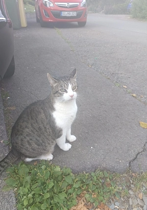 kater sucht neues Zuhause 