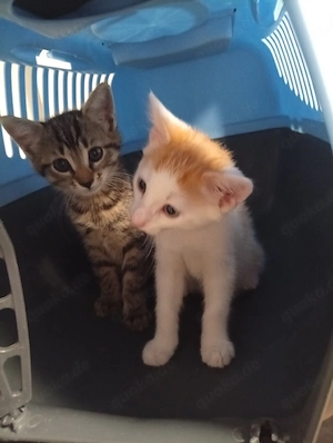 bengal mix kitten 