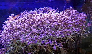 Koralle Seriatopora calliendrum