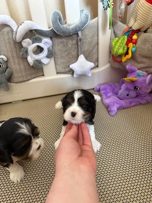 Süßer Cavalier King Charles Spaniel Welpe sucht liebevolles Zuhause