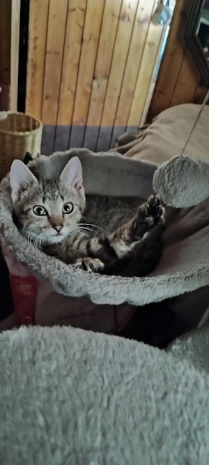 Katzenbaby's  Kitten  Heilige Birmamix 4 Monate !!