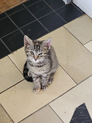 weibliches Katzenbaby sucht neuen Kuschelplatz