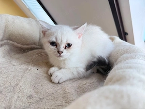 zuckersüsse Bkh Kitten  Bild 9