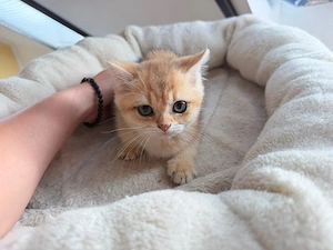 zuckersüsse Bkh Kitten  Bild 10