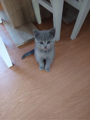Katzen BKH