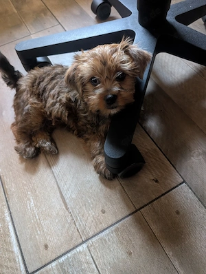 Yorkshire Terrier Welpen 