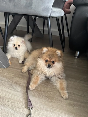 Zwei Zwergspitz (Pomeranian)-Welpen suchen ein liebevolles Zuhause