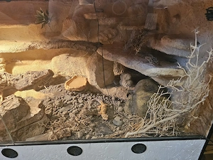 Terrarium mit 3 weiblichen Leopardgeckos und viel Zubehör
